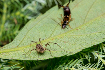 a spider with long legs on a blurred green background. a colorful detailed macro photograph of an insect. a screensaver. wildlife. a close-up. space for text.