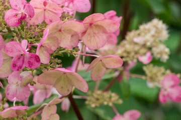 hydrangea pink petiolate. colorful detailed macro photo of a flower on a blurred background with highlights and bokeh. space for text. natural beauty. close-up.