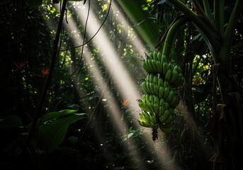 Brilliant green bananas illuminated by sun rays in a dense tropical forest canopy