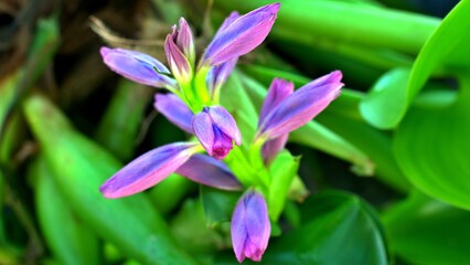Eichhornia crassipes have violet flower