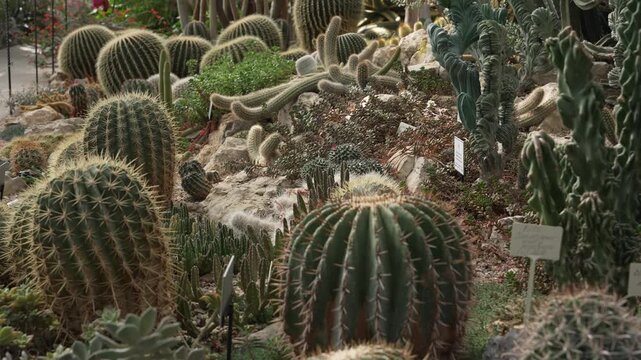 Cactus conservatory. Succulent grower hothouse