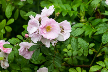 Fototapeta premium wild pink roses on a bush with raindrops and dew on a blurred background with bokeh. space for text. colorful flower photography. beautiful screensaver. romantic love