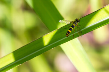 Helophilus insect on a green blade of grass. colorful macro photo of an insect. space for text. beautiful screensaver. close-up.