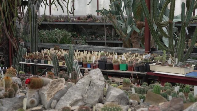 Cactus and succulent greenhouse. Rare succulent plant collection