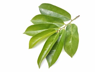 Soursop leaf (annona muricata) isolated on white background 