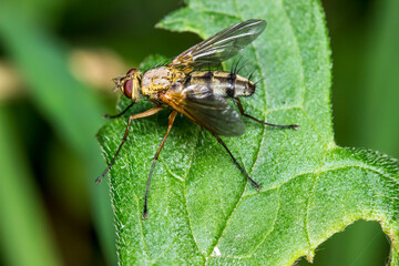a fly on a blurred dark background. a colorful macro photo of an insect. space for text. a beautiful screensaver. a close-up.