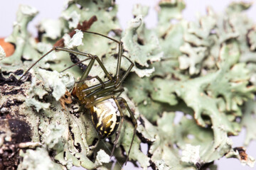 spider web and moss. wildlife. colorful detailed macro photo of an insect. close-up. space for text. screensaver