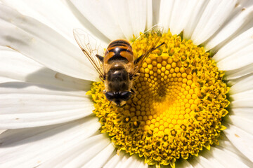 hoverfly on a chamomile flower. wildlife. colorful detailed macro photo of an insect. close-up. space for text. screensaver
