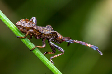 rhombic bug on a blade of grass. blurred background. wildlife. colorful detailed macro photo of an insect. close-up. space for text. screensaver. bokeh