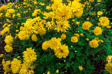yellow garden chrysanthemum. colorful detailed macro photo of a flower on a blurred background with highlights and bokeh. space for text. natural beauty. close-up.