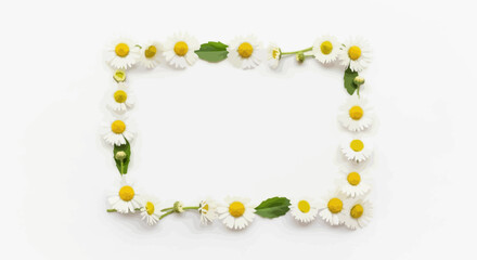 Fototapeta premium Daisy Flower Frame Floral Border with White Chamomile Blossoms