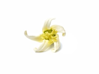 Papaya flower isolated on white background 