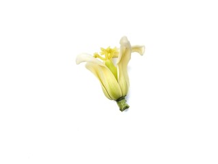 Papaya flower isolated on white background 