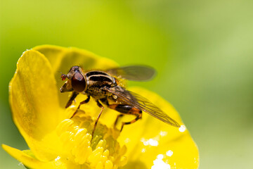a yellow buttercup flower pollinated by a sun fly. close-up. colorful aerial photography. a fly on a flower. bokeh.
