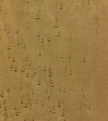 natural wood, with a beautiful pattern. natural wood background. wooden board with natural seamless texture. Birdseye Maple, view from above, horizontal