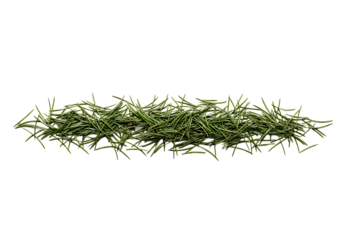 Festive evergreen needles creating a simple border for holiday designs, adding a touch of natural elegance for Christmas cards and winter projects