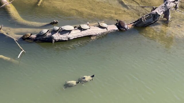 The red-eared slider or red-eared terrapin (Trachemys scripta elegans) turtles swimming in a lake in Austin natural park, southern United States on a sunny day