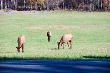 Grazing Elk in Open Meadow Near Forest Edge Beneath Clear Sky in Rural Field Scene. At Oconaluftee Visitor Center in the Great Smoky Mountains North Carolina. Three elk in a green meadow, with a tree