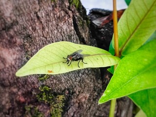 ant on a leaf