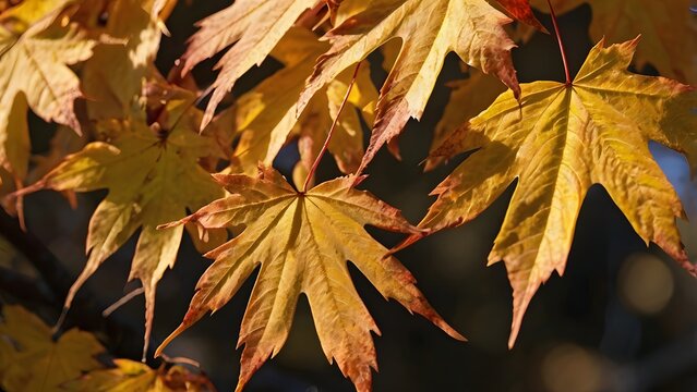 Golden autumn maple leaves close-up glowing in soft sunlight during fall season - Powered by Adobe