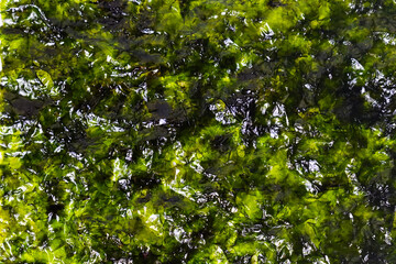 Dried sheet seaweed texture as background, top view. Crispy laver nori pattern. High angle, above. Flat lay. Copy space, empty, free, negative, text, design.