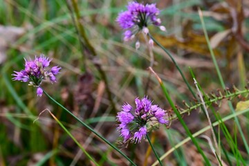 Allium thunbergii flowers. Amaryllidaceae perennial. In late autumn, numerous reddish-purple flowers bloom in spherical umbels. The bulbs are edible.