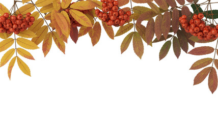 Rowan berries and autumn leaves isolated on transparent background