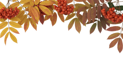 Rowan berries and autumn leaves isolated on transparent background