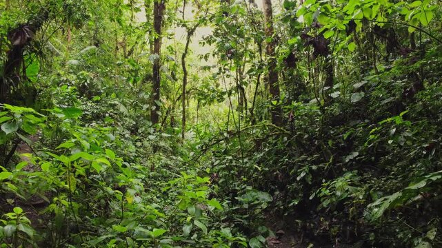 Vista del bosque h&uacute;medo ecuatoriano, lleno de vegetaci&oacute;n densa, musgo y ambiente fresco, mostrando la riqueza natural y la calma profunda del entorno tropical.