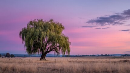 A solitary willow tree stands in a field at sunset, its branches reaching out towards the horizon. 