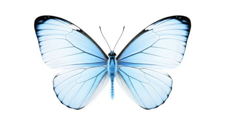 Delicate pale blue butterfly with intricate wing patterns isolated on transparent background