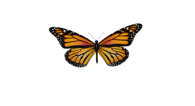 A beautiful monarch butterfly with orange and black wings spread wide isolated on transparent background