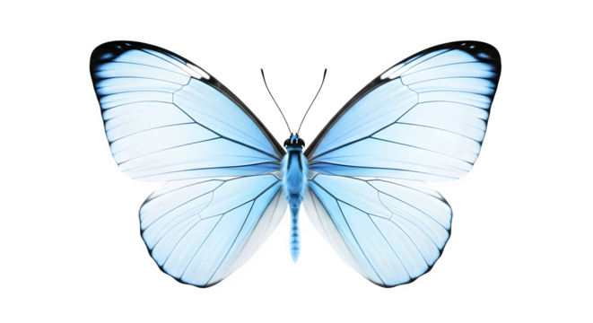 Delicate pale blue butterfly with intricate wing patterns isolated on transparent background