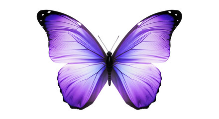 Beautiful iridescent purple butterfly wings with intricate patterns isolated on transparent background