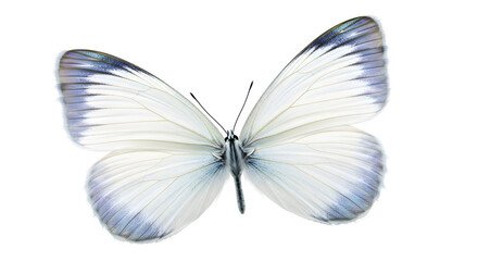 Delicate white butterfly with subtle blue wing tips isolated on transparent background