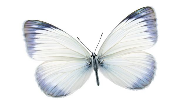 Delicate white butterfly with subtle blue wing tips isolated on transparent background