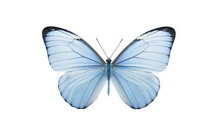 Delicate pale blue butterfly with intricate wing patterns isolated on transparent background