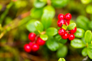 lingonberries. red ripe berries on a blurred background with highlights and bokeh. colorful macro photo of berries. screensaver. medicinal berry.