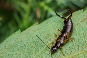 earwig with horns on its tail. colorful detailed macro photo of an insect. screensaver. wildlife. close-up. text space.