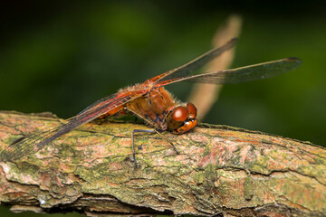 dragonfly. colorful detailed macro photo of an insect. screensaver. wildlife. close-up. text space.