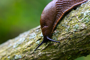 A brown big slug crawls on a branch. blurred light background with highlights. beautiful side. stagnation. colorful macro photography. natural environment and lighting.