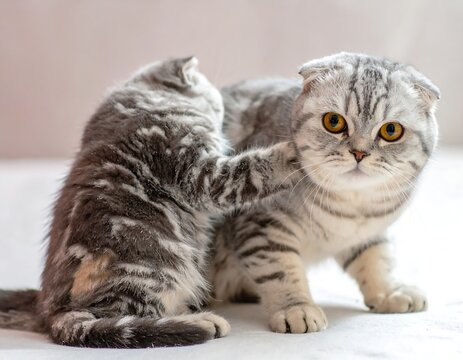 A parent cat looks on while a curious kitten playfully engages its parent, showcasing affectionate interaction and a playful bond