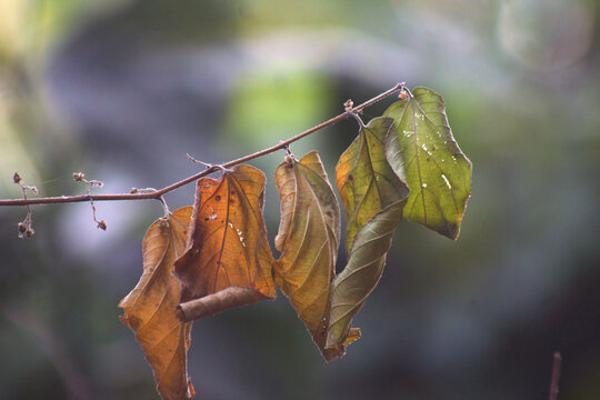 The Cycle of Life: Autumn Transition in Nanda Devi National Park