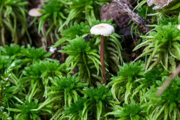 Inedible mushroom Mycena on a blurred background with highlights and bokeh. colorful mushroom macro...