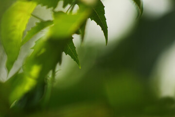 Sharp Edges of Vibrant Green Leaves in Silent Valley Reserve