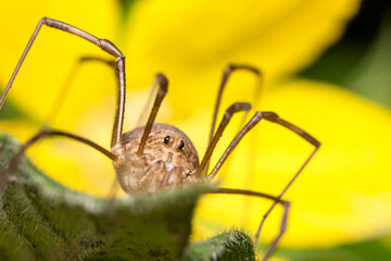 a harvestman spider on a colorful background with highlights and bokeh. space for text. a colorful macro photo of an insect. close-up. a wildlife photo