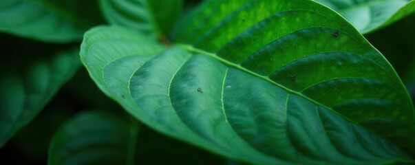 Dark green tropical leaf macro, intricate veins , photo, green leaf