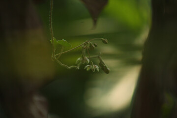 Whispers of the Wild: Delicate Blossoms on a Vine in the Foothills of Kasauni