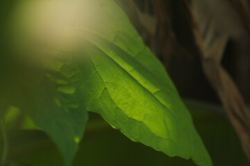 The Luminous Veins: Sunlight Backlighting a Giant Leaf in the Bhadra Wildlife Sanctuary