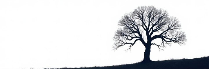 Intricate, stark silhouette of a leafless tree on plain white , season, winter, image